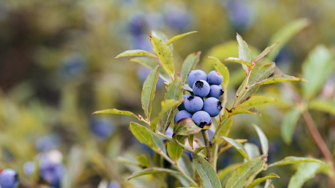 What's so good about Wild Blueberries?