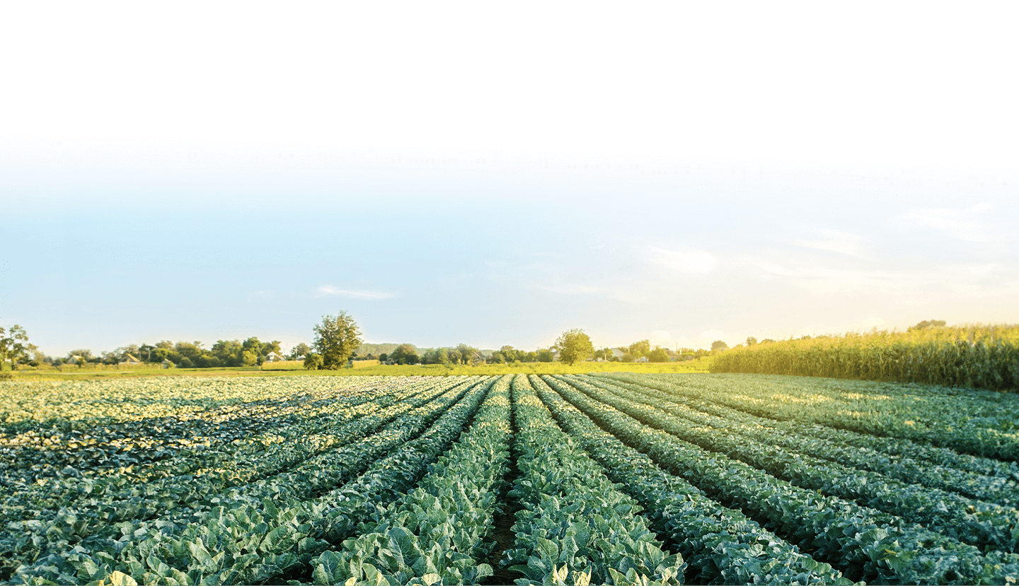 Organic Food from Local Farmers in Brisbane