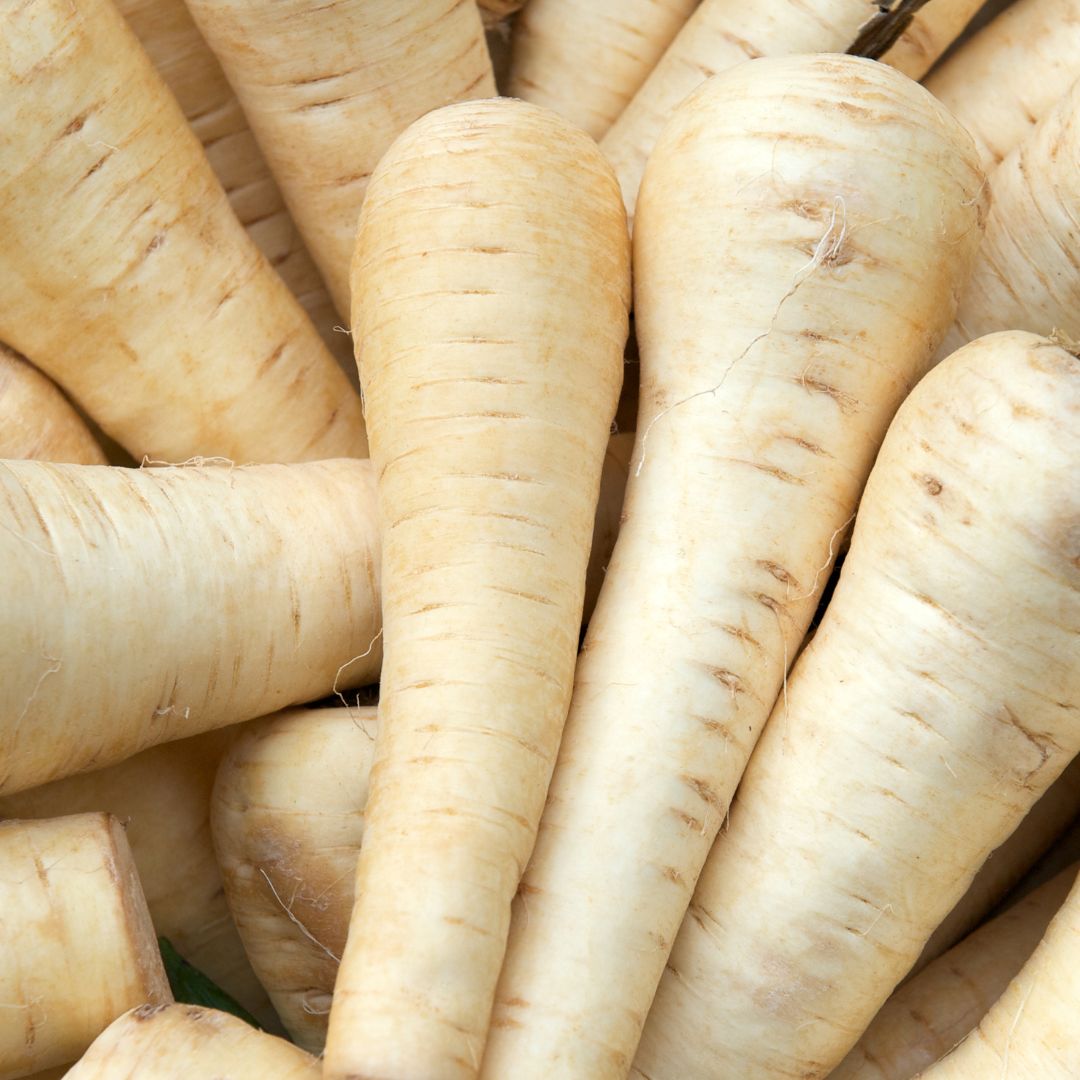 a bunch of organically grown parsnips