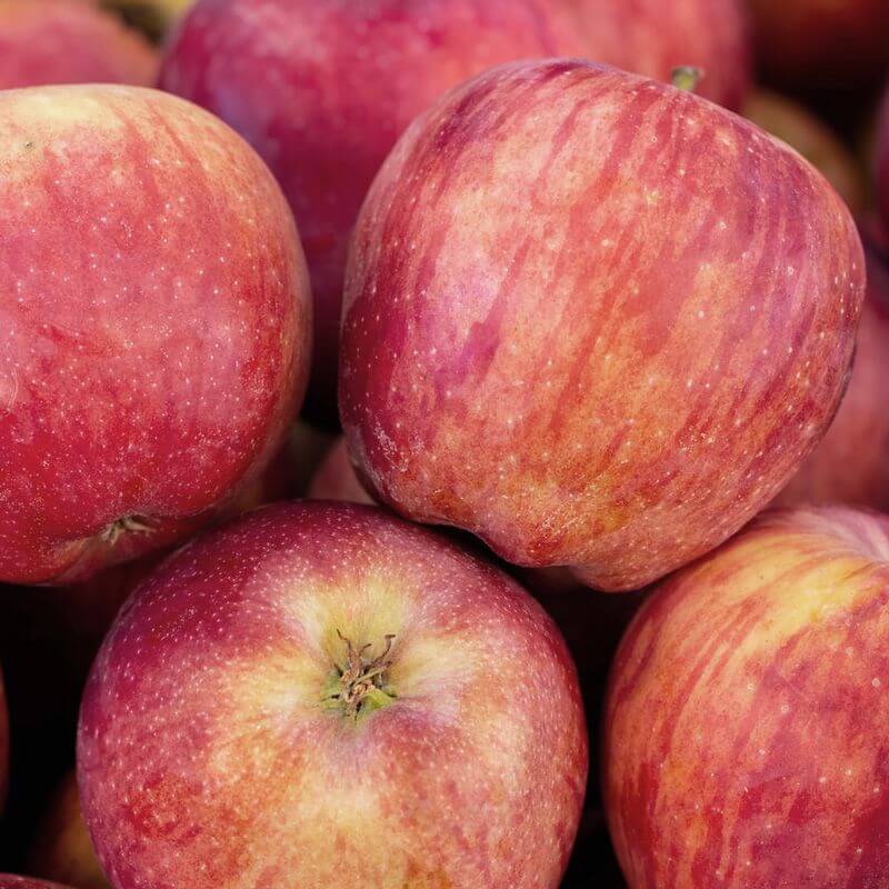 Close-up of certified organic braeburn apples red and yellow apples
