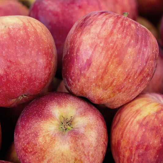 Close-up of certified organic braeburn apples red and yellow apples