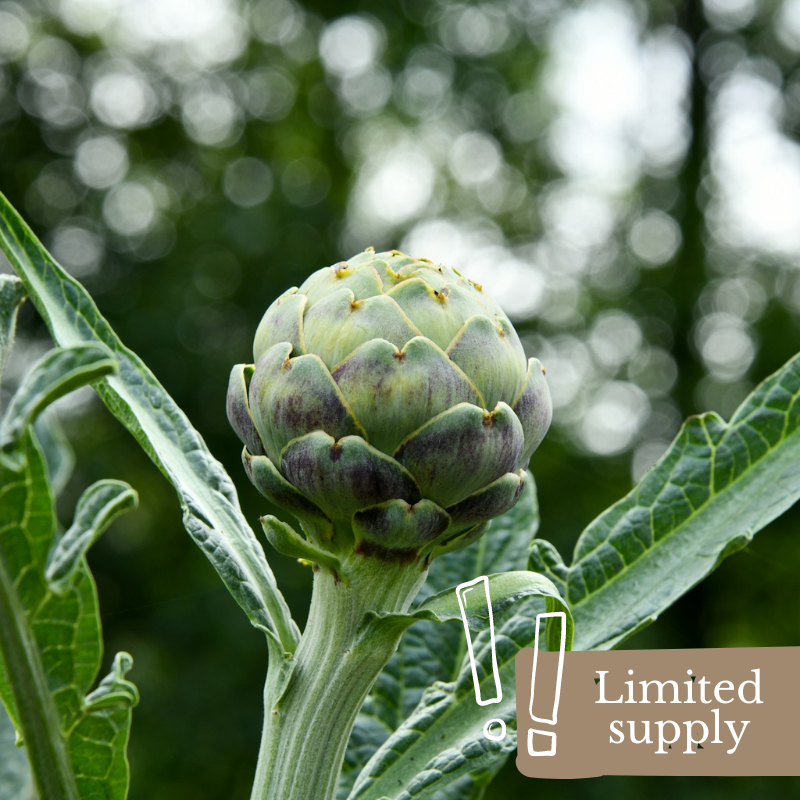 organic-spray-free-fruit-and-vegetables-delivery-brisbane-gold-coast