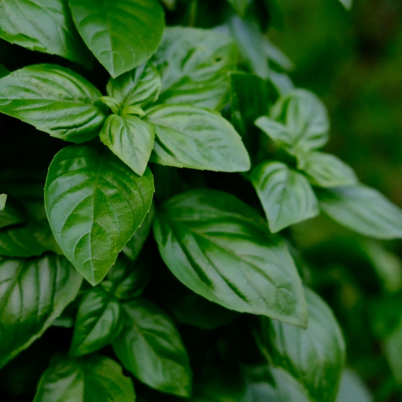 Bunch of basil leaves