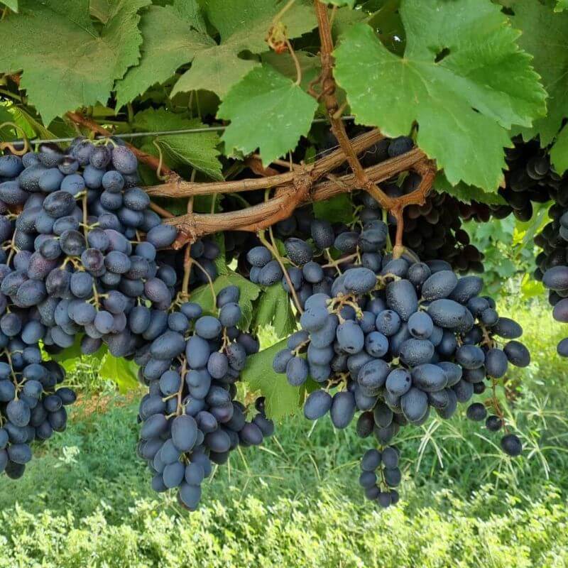 Grapes - Black Seedless Organic (500gm)