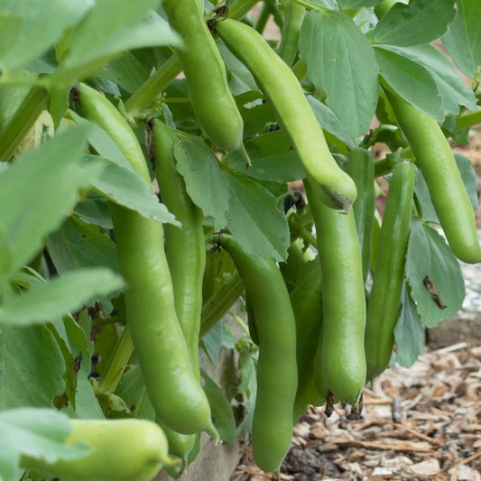 organic broad beans growing on a bush