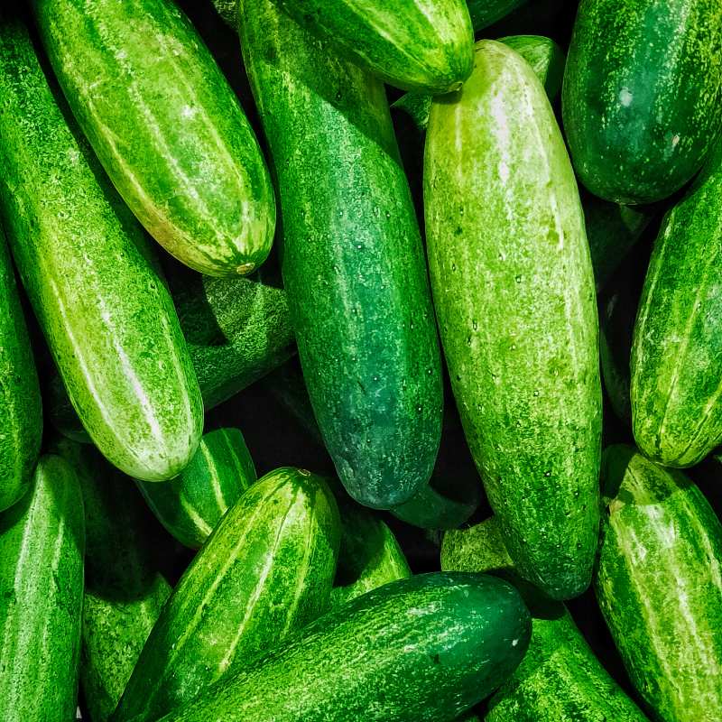 Organic Lebanese Cucumbers