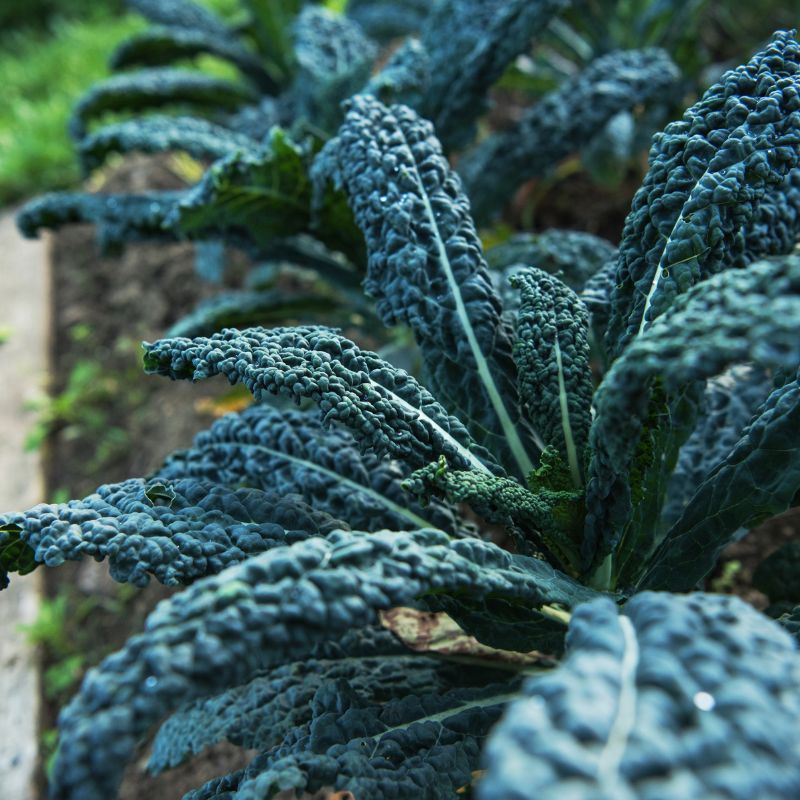 spray-free-organic-fruit-and-veg-farm-fresh-delivery-brisban-gold-coast