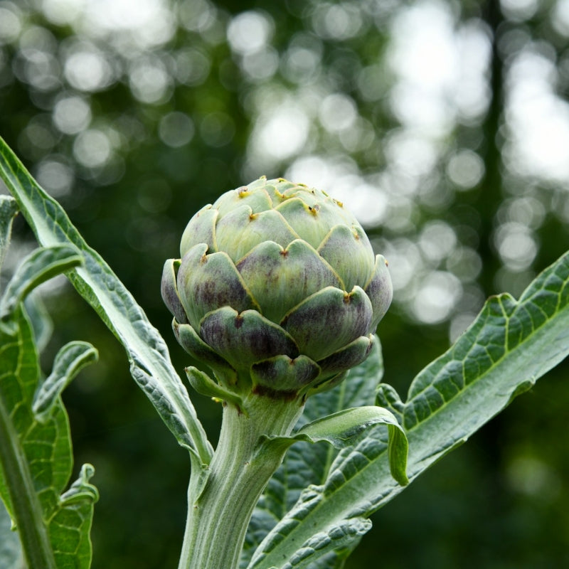 A bulb of artichoke