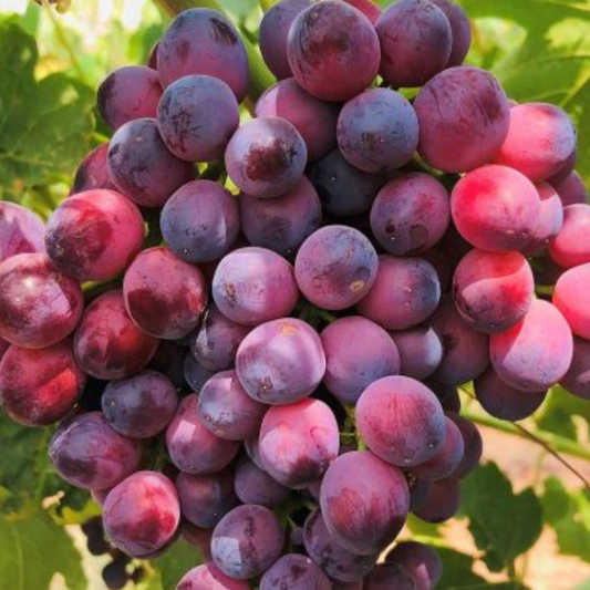 Grapes - Red Seedless Organic (200gm)