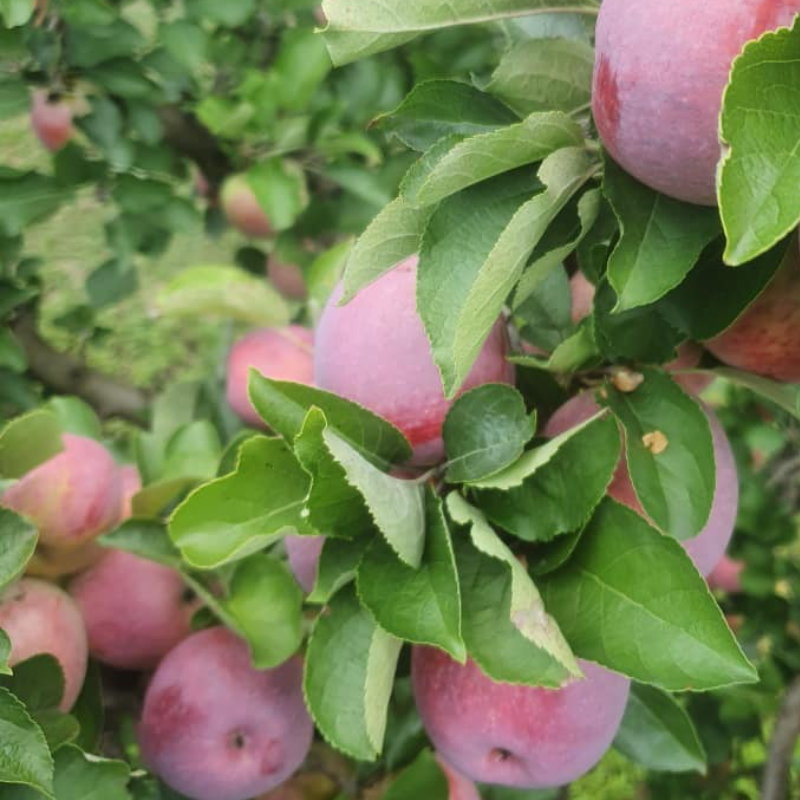 spray-free-farm-fresh-organic-fruits-and-vegetables-delivery-organic-box-brisbane-gold-coast