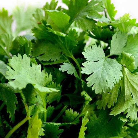 organic-farm-fresh-spray-free-fruit-and-vegetable-shops-delivery-brisbane-gold-coast