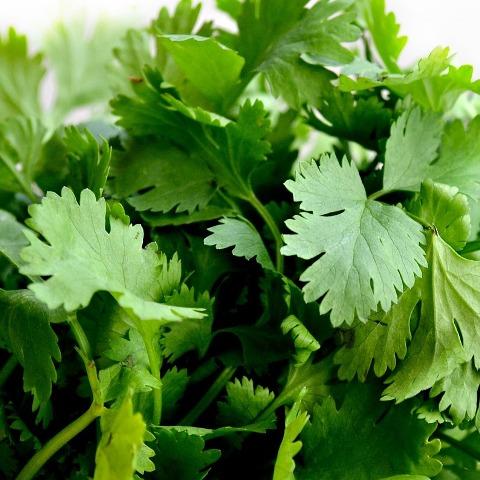    Coriander-organic-spray-free-herbs-brisbane