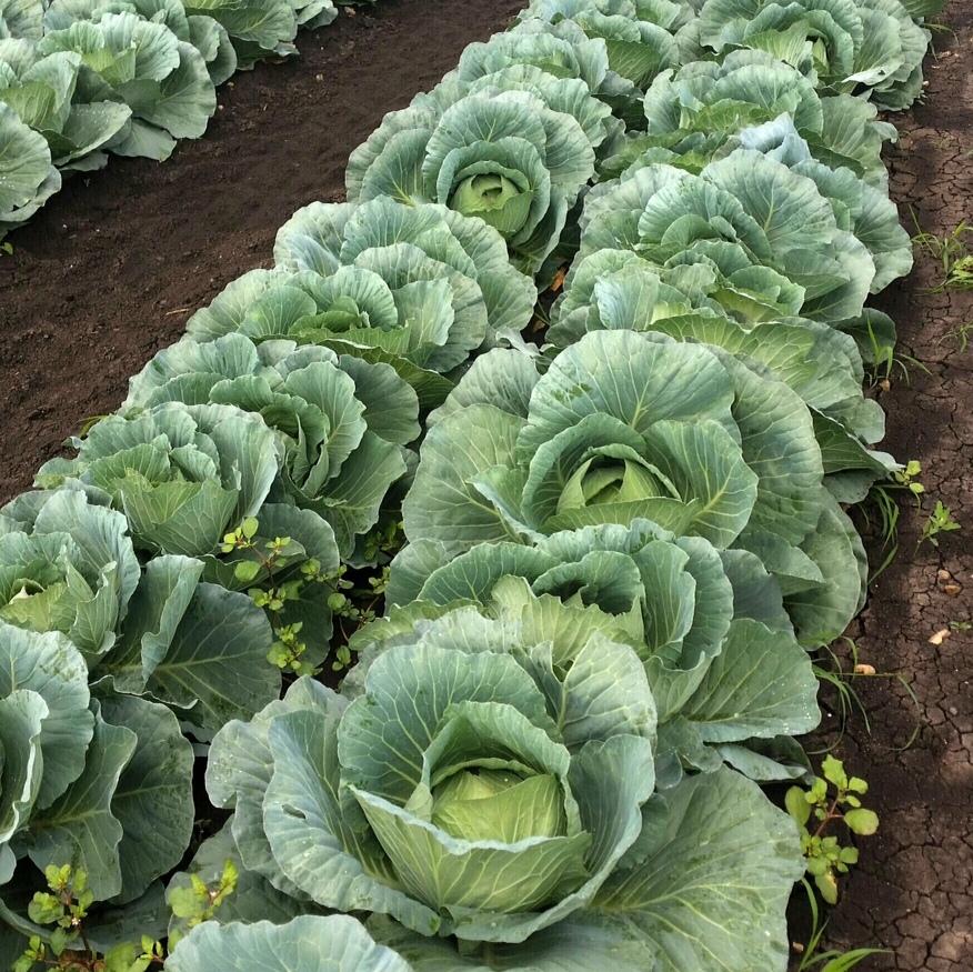 organic-spray-free-fruit-and-veggie-store-home-delivery-brisbane-gold-coast