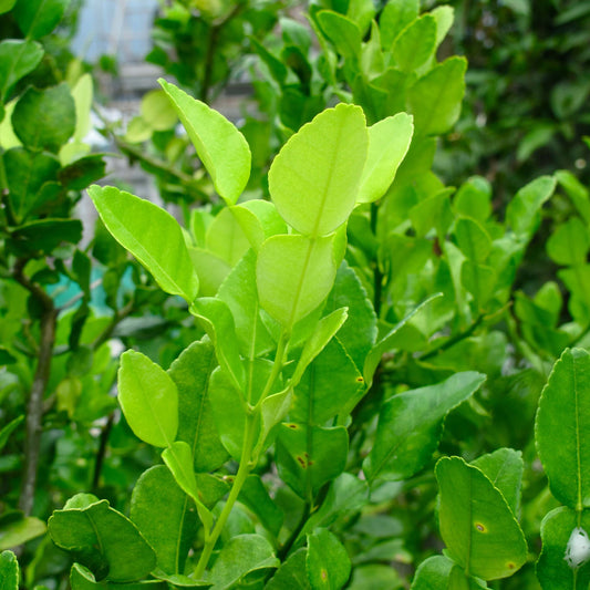 Kaffir Lime Leaves Spray-Free (10gm)