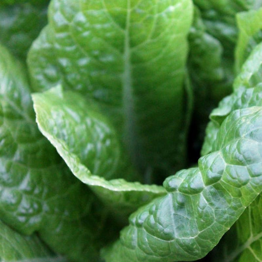 fresh-organic-spray-free-fruit-and-vegetables-home-delivery