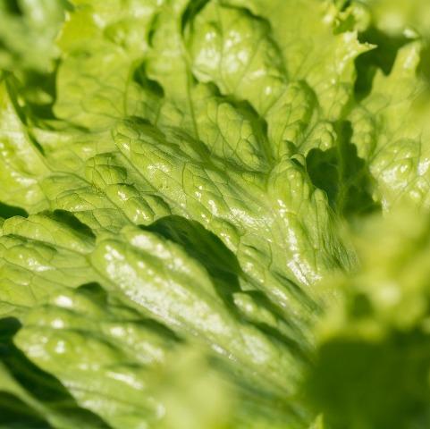 fresh-organic-spray-free-fruit-and-vegetables-home-delivery