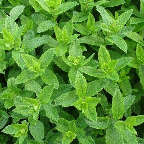 Mint Spray-Free (bunch)