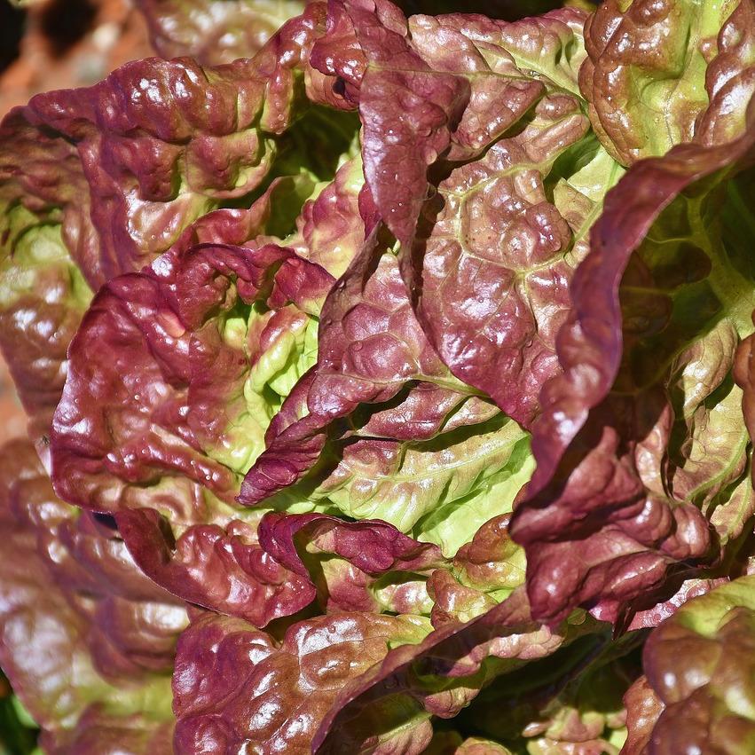Organic Lettuce Fancy: Elevate Your Salads with Freshness