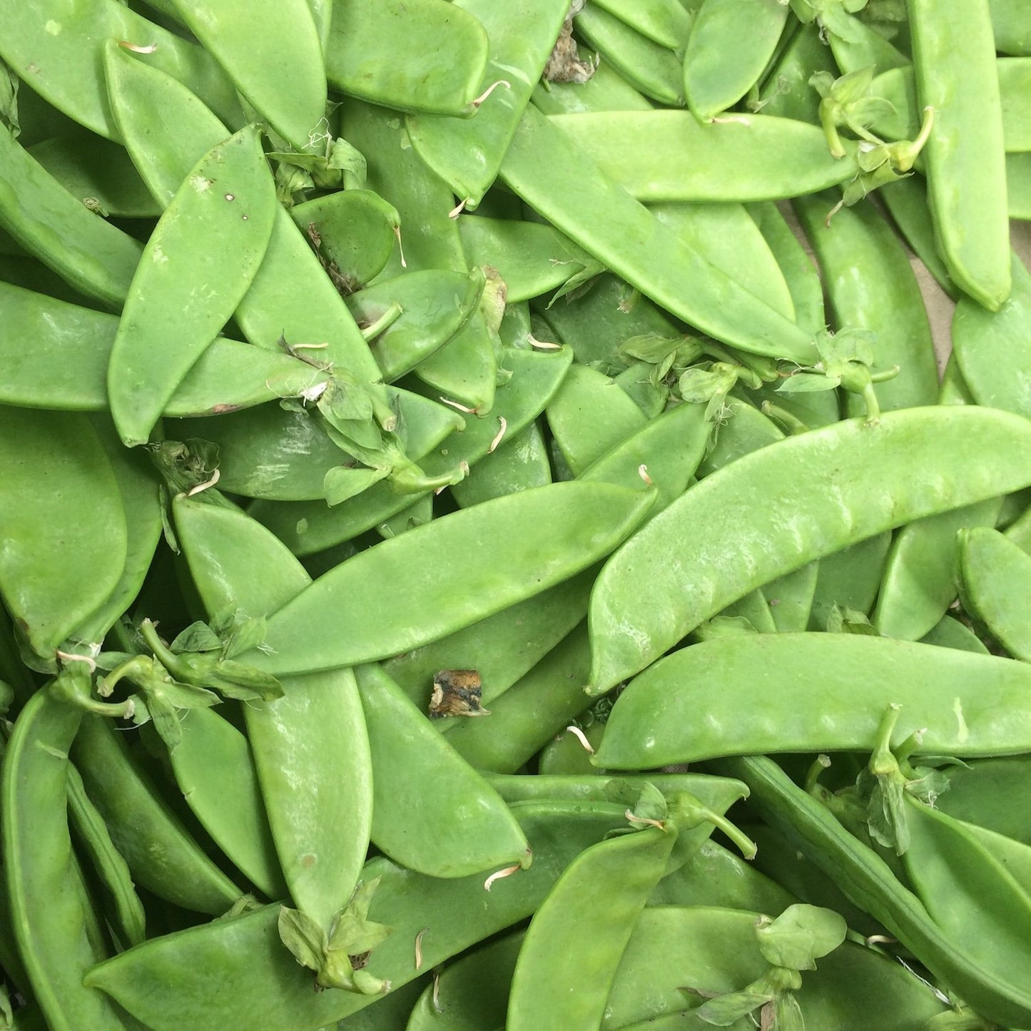 spray-free-fresh-organic-box-fruit-and-vegetables-delivery