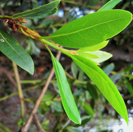 Organic bay leaves fresh from the farm available from Spray Free Farmacy Brisbane