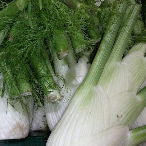 organically grown fennel bulbs