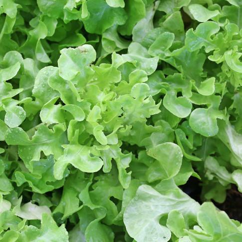 fresh-organic-spray-free-fruit-and-vegetables-home-delivery