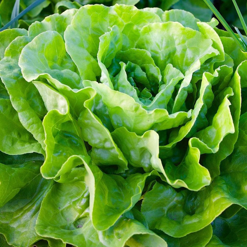 fresh-organic-spray-free-fruit-and-vegetables-home-delivery
