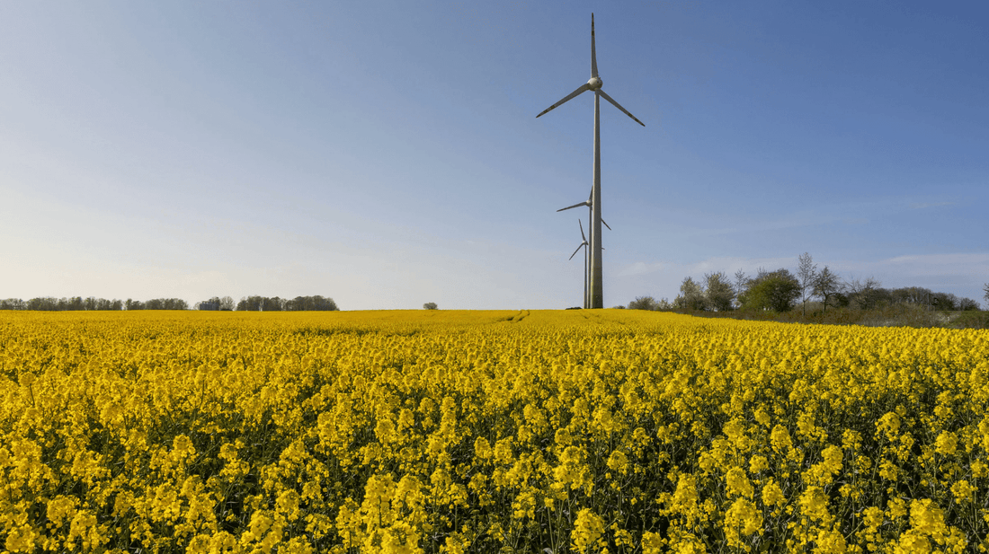 Wide field of yellow flowering crops with wind turbines in the distance, representing sustainable farming practices and organic food production