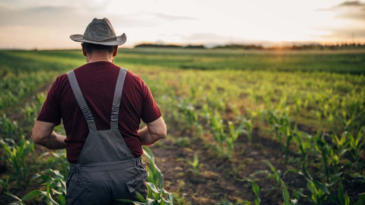 What is Regenerative Farming? A beginners guide.