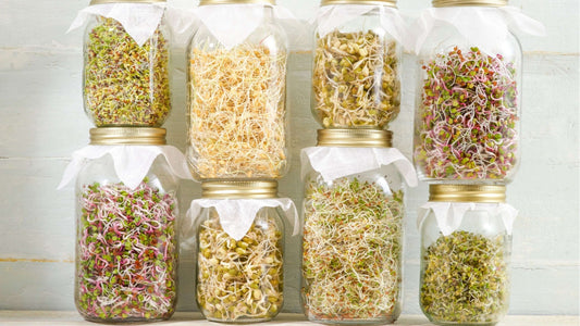 Different varieties of fresh sprouts in jars including alfalfa sprouts, broccoli sprouts, mung bean sprouts, radish sprouts and more