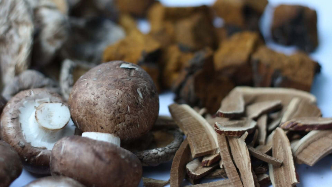 Health Benefits of Medicinal Mushrooms