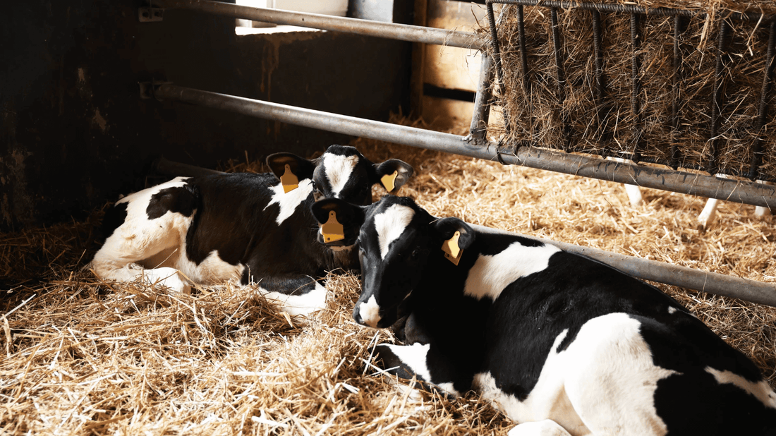 Two cows laying on hay in industrial farm confinements 