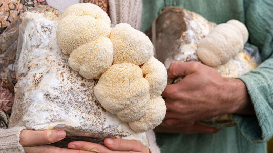 where-can-i-buy-fresh-lions-mane-mushroom-near-me