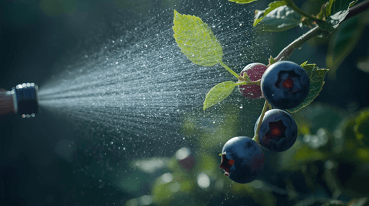 dimethoate-berries-pesticide-residue-organic-produce-children-safety-toxic-exposure