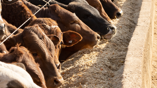 Cows eating chemical grains in commercial feedlot with Bovaer in overcrowded environment