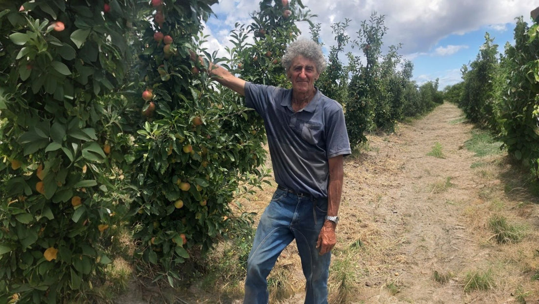 Dennis Angelino - Fruit - Gran Elly Orchard