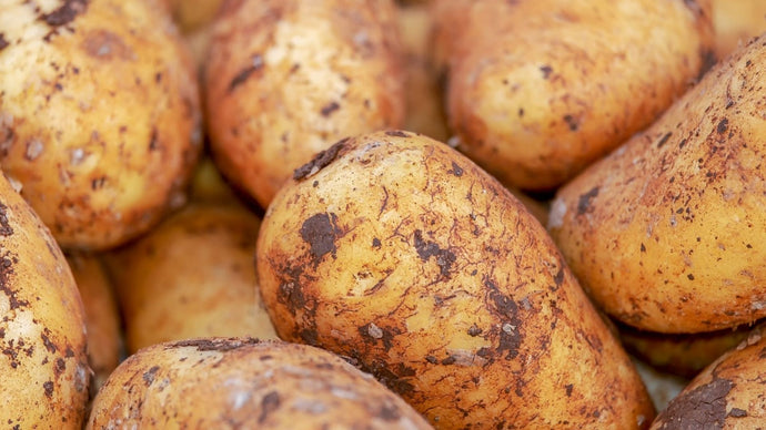 Did you know simple potato salad can help your gut health?