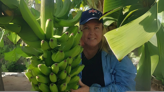 Kym Daniells - Bananas - Wamuran