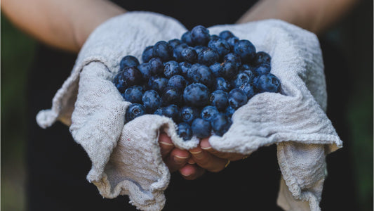 Locally and freshly harvested organic blueberries 