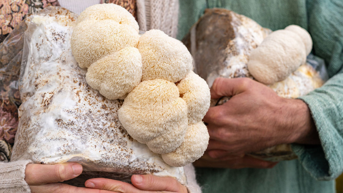 where-can-i-buy-fresh-lions-mane-mushroom-near-me