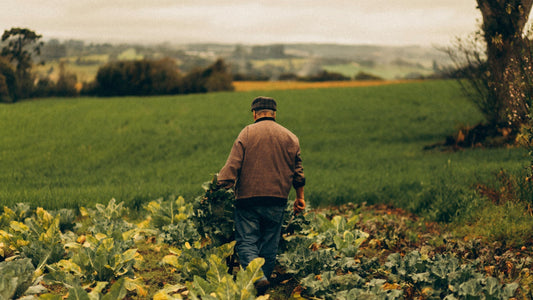 Farmer harvesting crops and weeding on farm in front of vast farmland