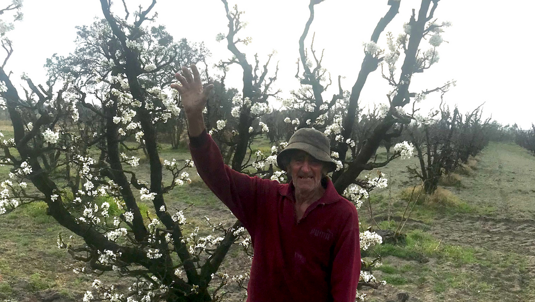 farmer-dennis-standing-by-blossoming-stone-fruit-tree-on-organic-orchard