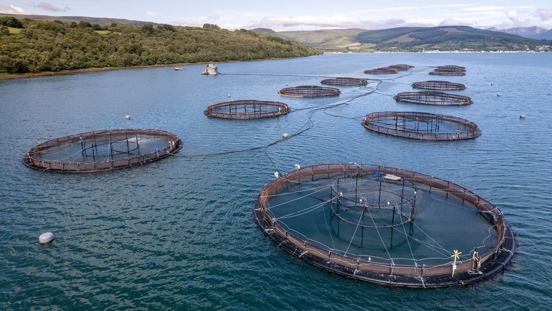 Pens in Industrial Salmon Farm Tasmania, Australia 
