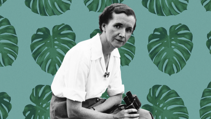 Heroes of the Food World - Rachel Carson Remembered