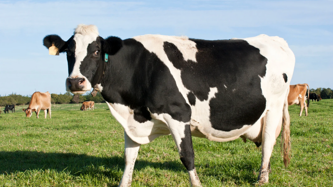 organic-dairy-milk-australia-non-homogenised-grass-fed-biodynamic-local-producers-healthy-options-pasteurised-natural-products-bath-milk