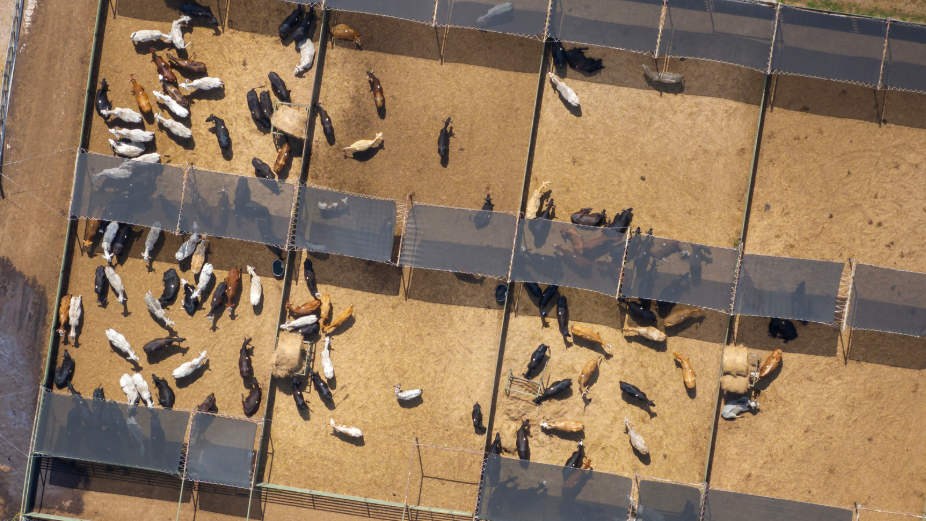 The Truth About Feedlots & “Grass-Fed” Labels