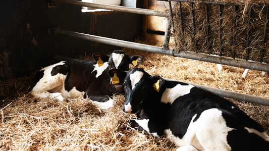 Two cows laying on hay in industrial farm confinements 