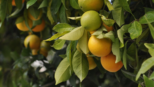 Brisbane & Gold Coast Seasonal Food Guide (Queensland)