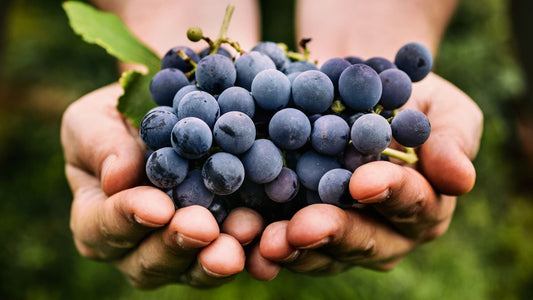 Bunch of grapes held by hands