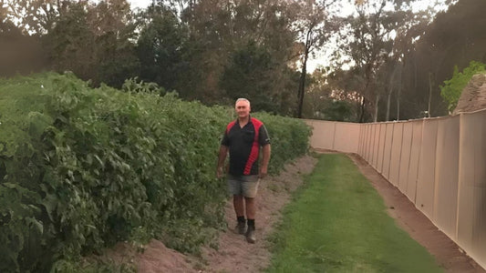Stefano Coco - Tomatoes -  Stanthorpe Farm